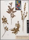Foto von Salix caprea L. x Salix purpurea L.